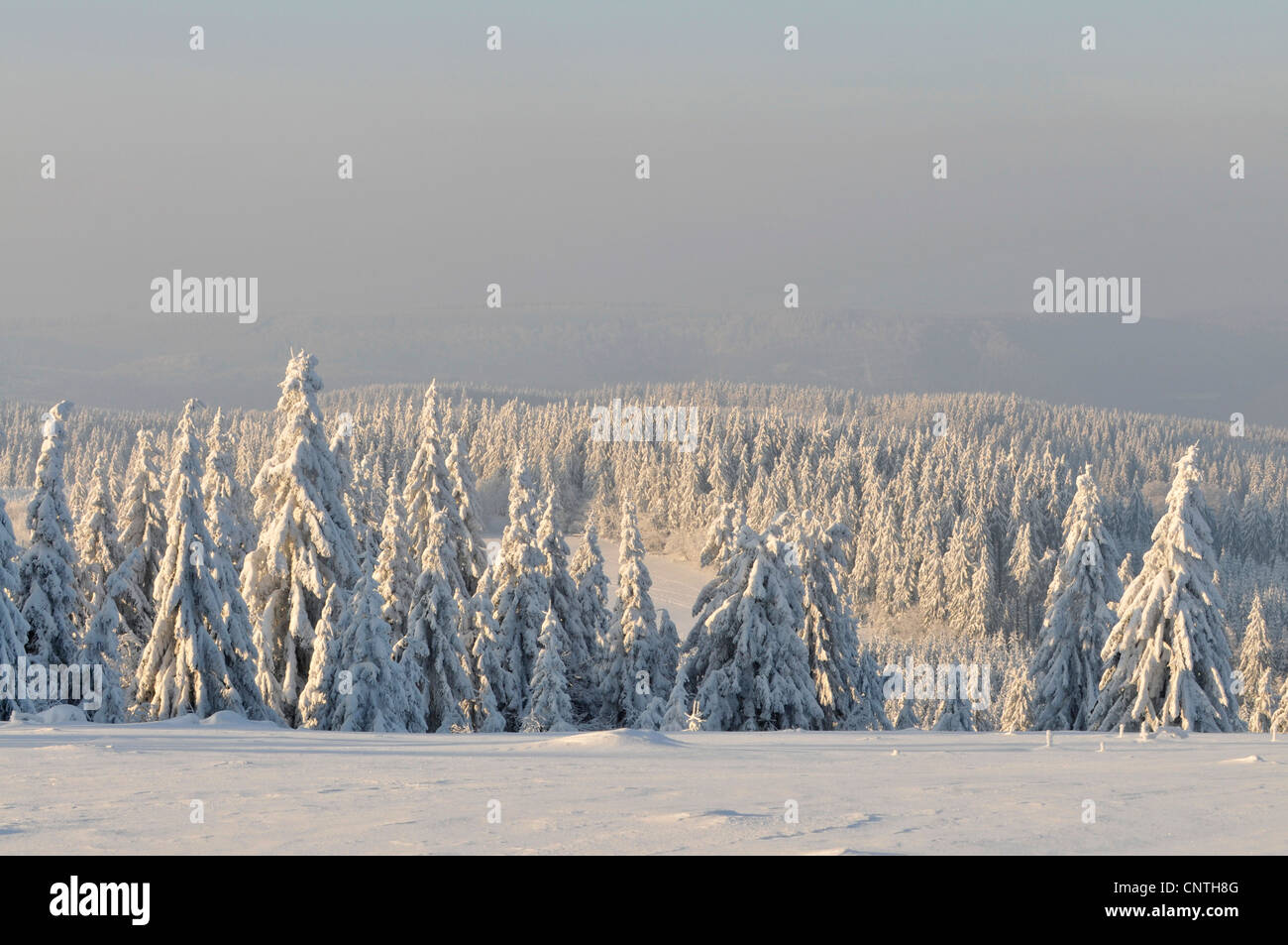 Vue sur forêt sprouce couvertes de neige au soleil, l'Allemagne, en Rhénanie du Nord-Westphalie, Haut-sauerland Banque D'Images