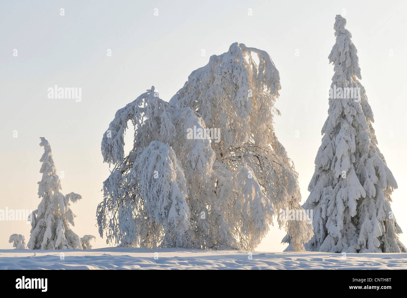 Paysage couvert de neige en rétro-éclairage avec un groupe d'arbres sur un champ ouvert, Allemagne, Rhénanie du Nord-Westphalie, Haut-sauerland Banque D'Images