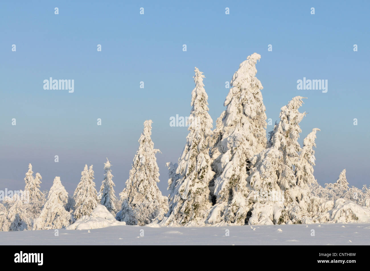 Paysage couvert de neige au soleil avec les arbres isolés sur un champ ouvert, Allemagne, Rhénanie du Nord-Westphalie, Haut-sauerland Banque D'Images