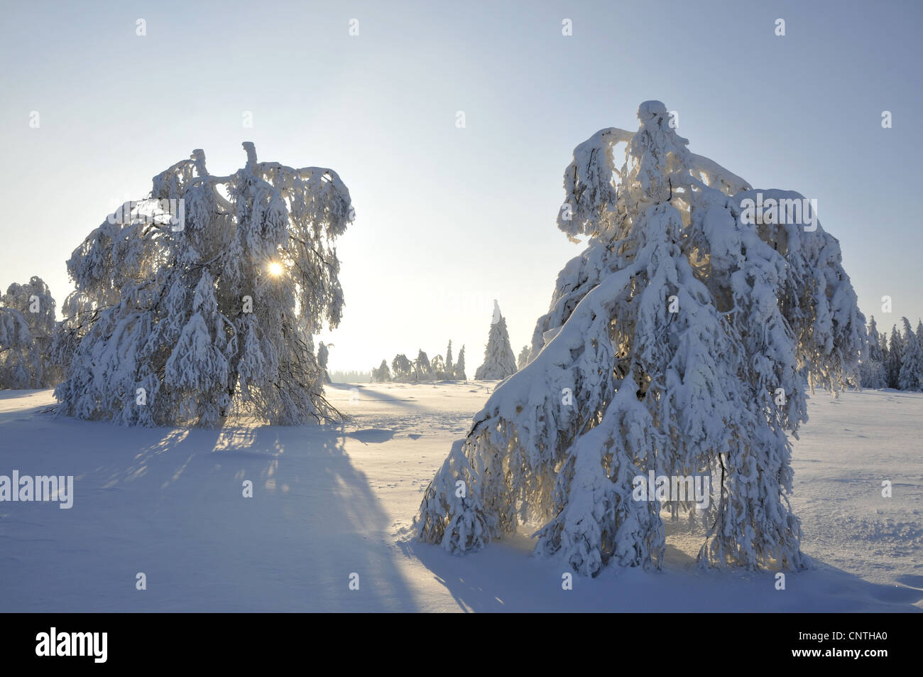 Dans le paysage couvert de neige avec rétroéclairage et les arbres isolés sur un champ ouvert, Allemagne, Rhénanie du Nord-Westphalie, Haut-sauerland Banque D'Images
