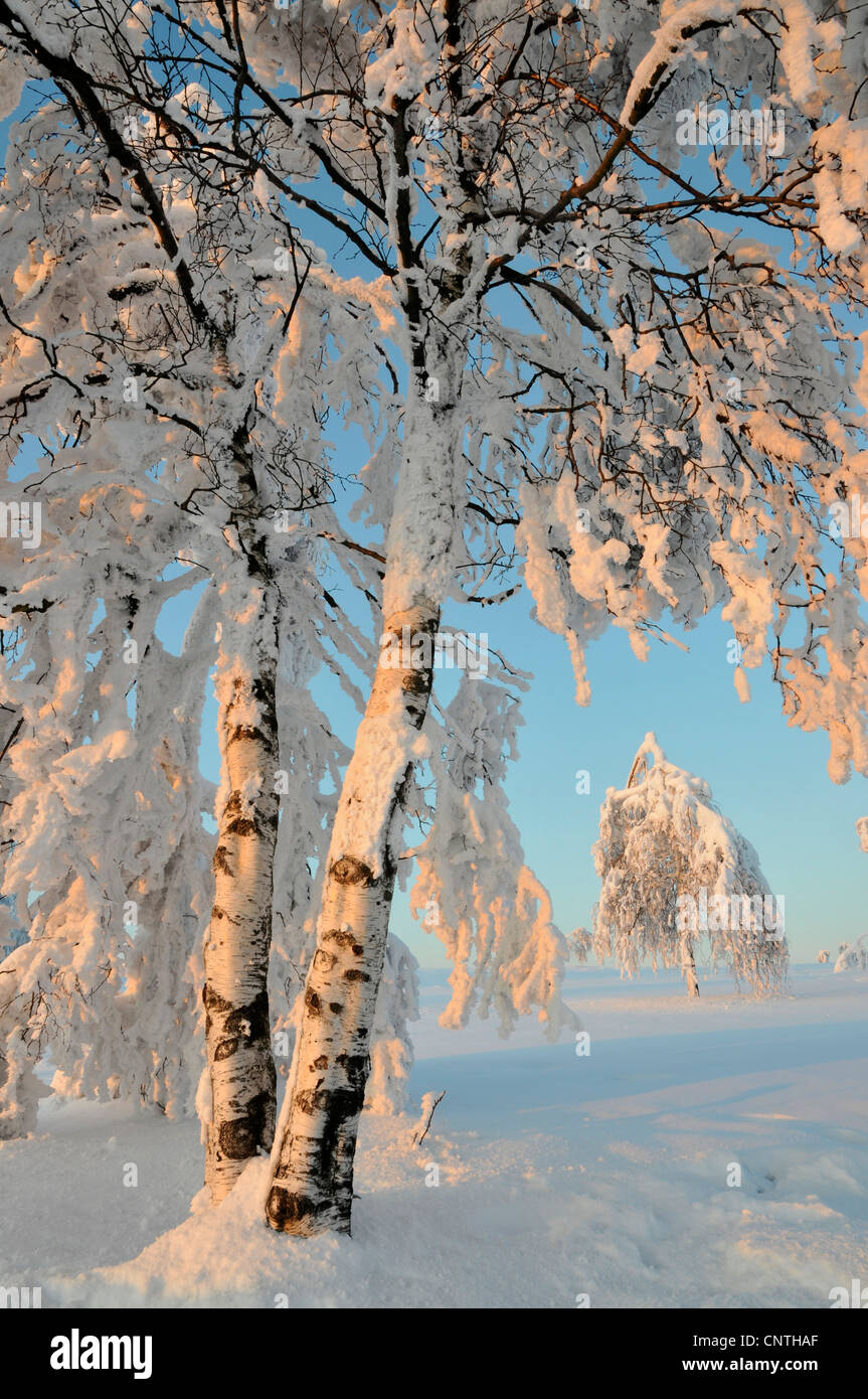 Paysage couvert de neige au soleil avec les arbres isolés sur un champ ouvert avec un bouleau dans l'avant-plan, l'Allemagne, en Rhénanie du Nord-Westphalie, Haut-sauerland Banque D'Images