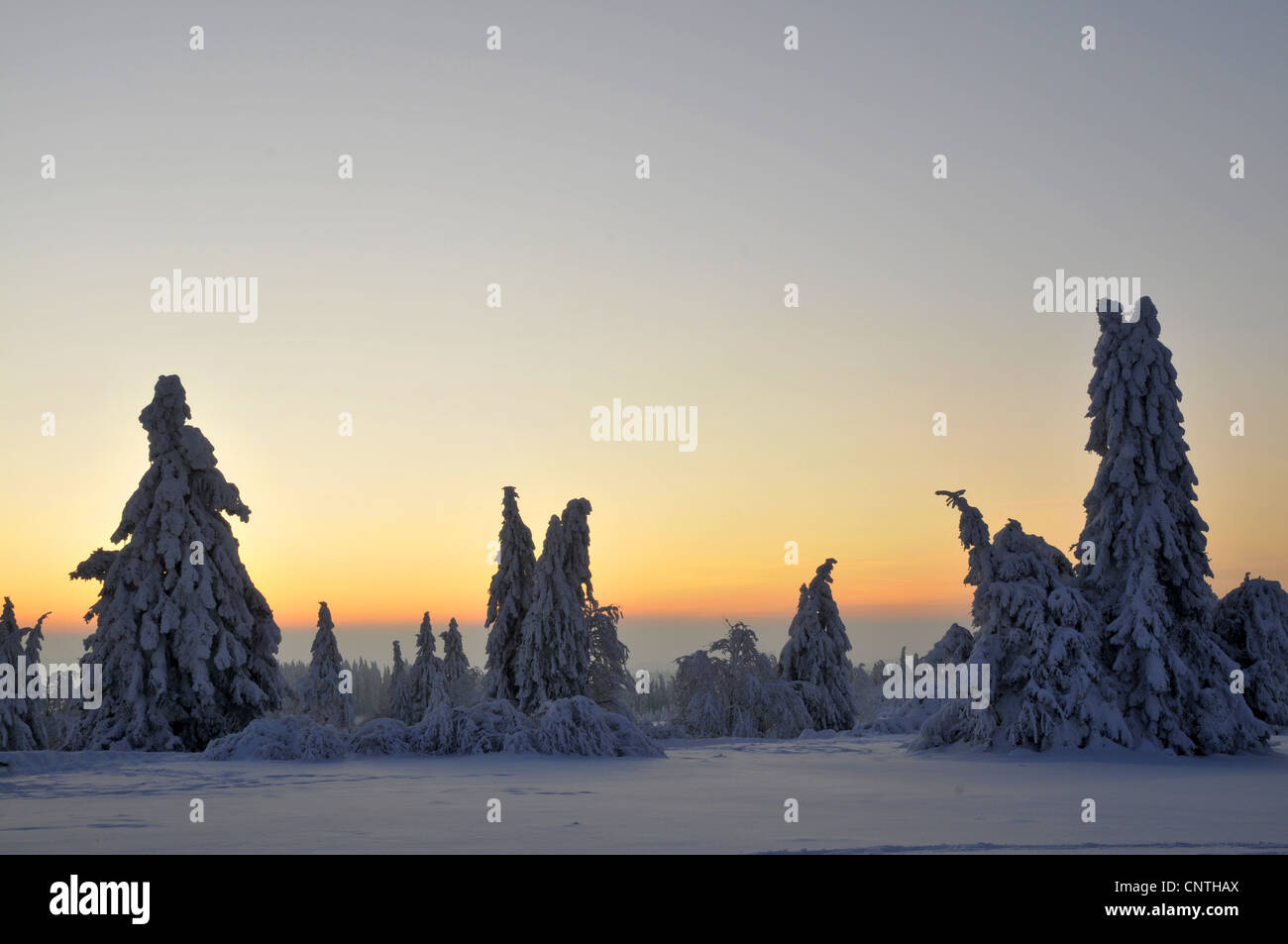 Paysage couvert de neige dans le coucher du soleil avec les arbres isolés sur un champ ouvert, Allemagne, Rhénanie du Nord-Westphalie, Haut-sauerland Banque D'Images