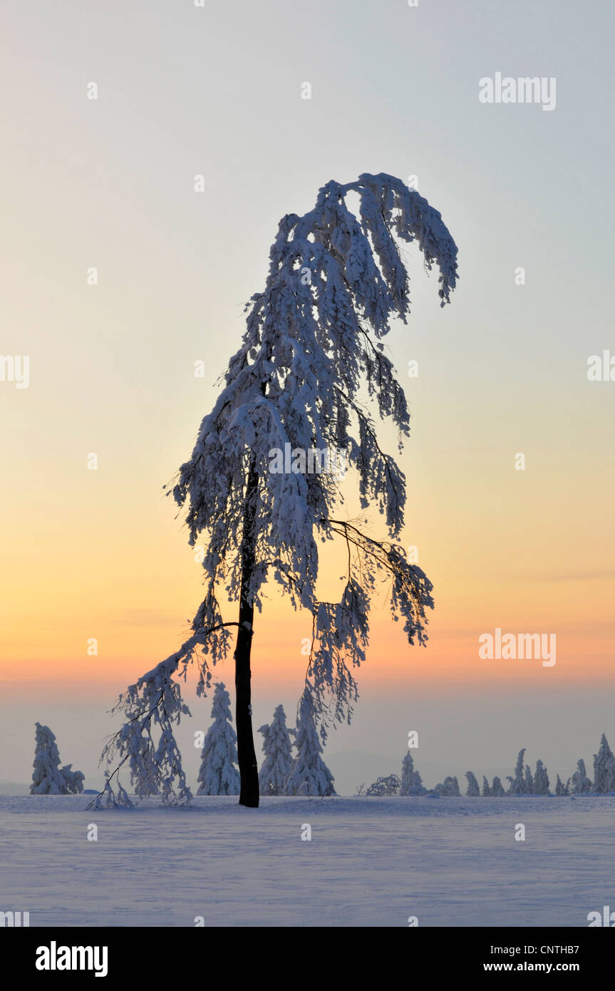 Paysage couvert de neige au soleil avec un seul arbre en incandescence du soir, l'Allemagne, en Rhénanie du Nord-Westphalie, Haut-sauerland Banque D'Images