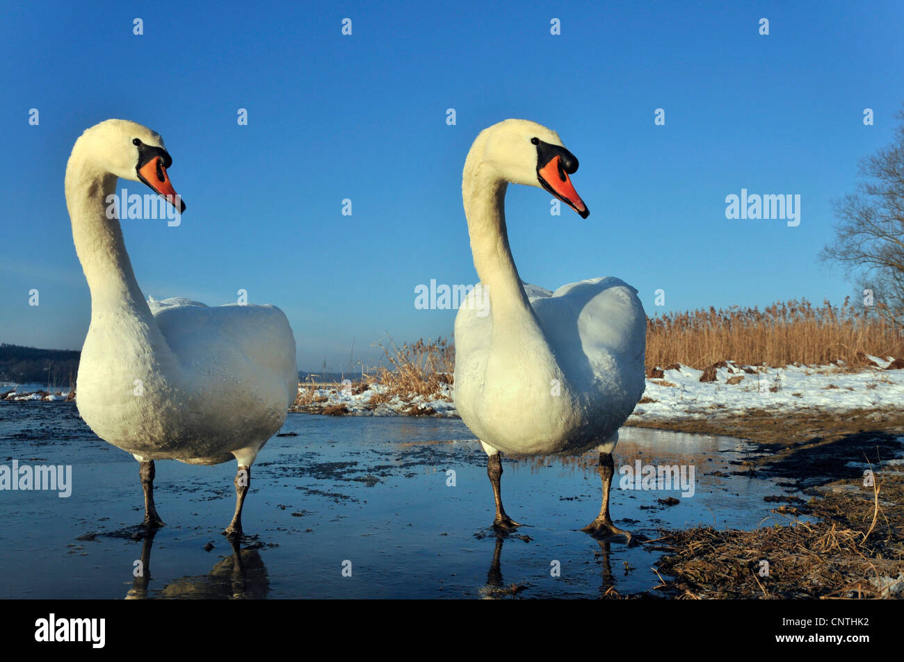Mute swan (Cygnus olor), deux individus sur une couche de glace, en Allemagne, en Rhénanie du Nord-Westphalie Banque D'Images