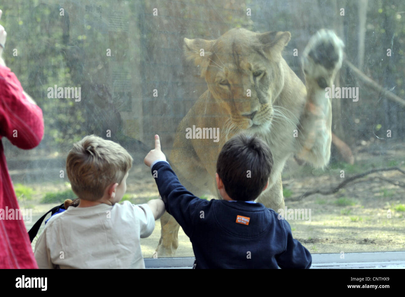 Lion (Panthera leo), Lionne à un panneau de verre dans un zoo avec les enfants Banque D'Images