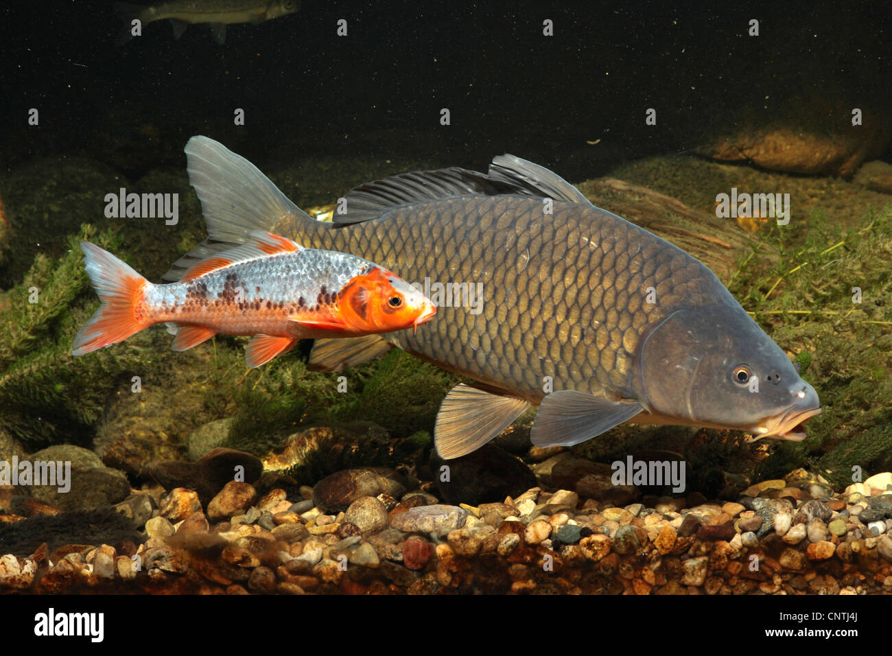 La carpe, la carpe commune, la carpe (Cyprinus carpio), entièrement mis à l'échelle de la carpe et de carpes koï piscine côte à côte sur la masse de gravier, de l'Allemagne, la Bavière Banque D'Images