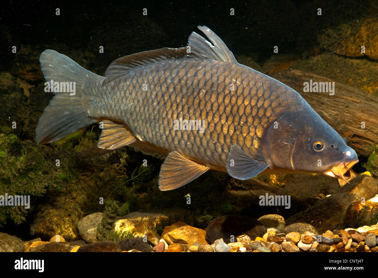 La carpe, la carpe commune, la carpe (Cyprinus carpio), entièrement mis à l'échelle de la masse de gravier piscine carpes, Allemagne, Bavière, Isental Banque D'Images