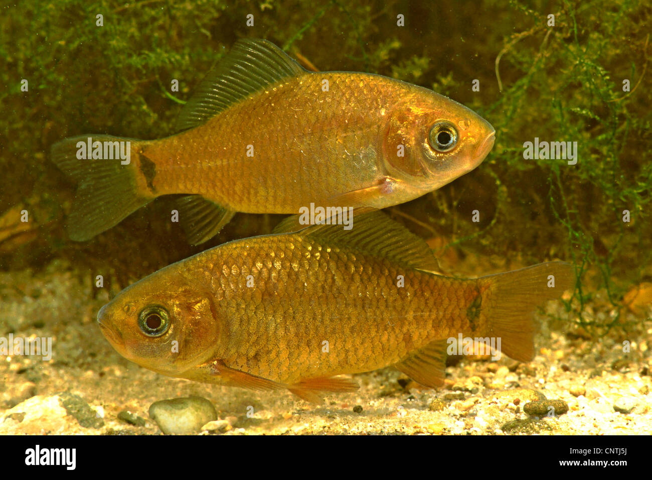 Le carassin (Carassius carassius), deux poissons nager sur la masse de gravier Banque D'Images