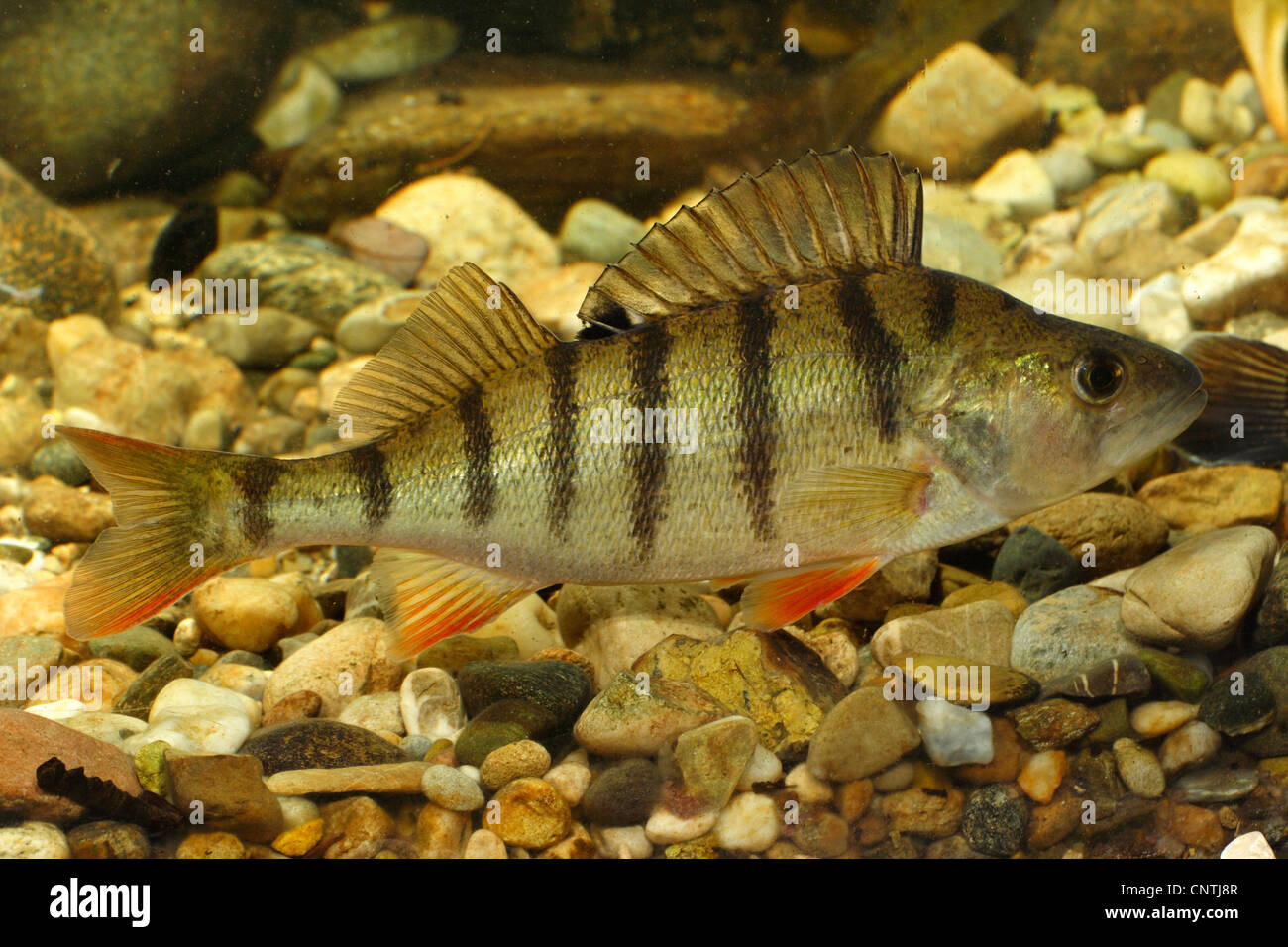 La perche, sandre européen, redfin perchaude (Perca fluviatilis), piscine à proximité de la masse de gravier, de l'Allemagne, Chiemsee Banque D'Images