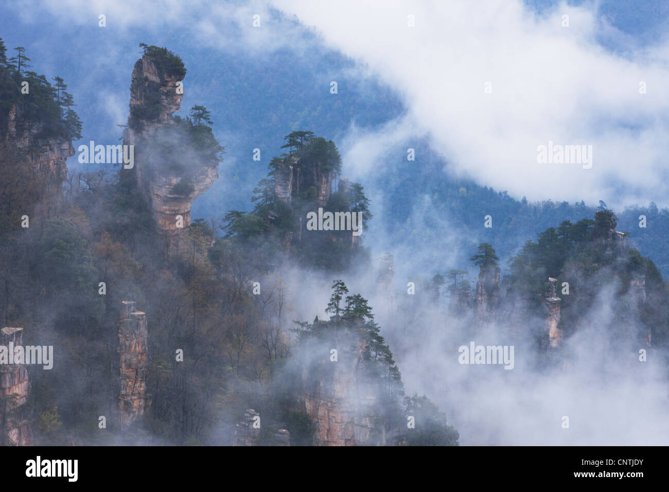 Chine,voyage,Nature,Réserve scenics,Asie,Hill，，， la crête de montagne arbre raide,scenics，，，Terre Sujets Fonction destinations voyage,le brouillard. Banque D'Images