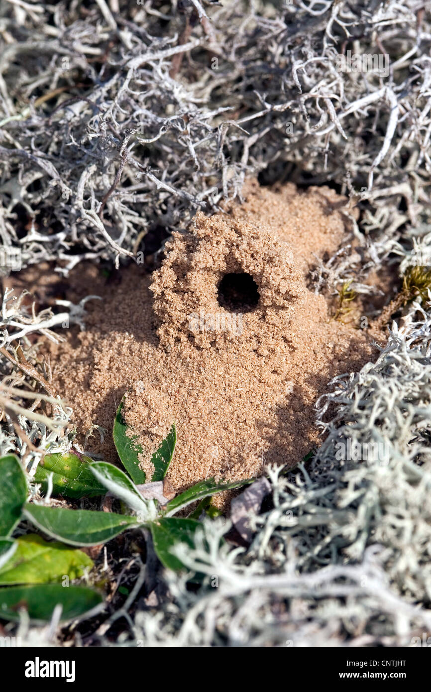 Domaine digger wasp (Mellinus arvensis), nichent sur le sol fait de sable parmi les lichens, Allemagne Banque D'Images