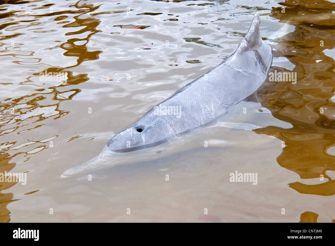 Dauphin Blanc chinois, le rorqual à bosse de l'Indo-Pacifique Dolphin (Sousa chinensis), Dolphin l'alimentation, de l'Australie, Queensland, Tin Can Bay Banque D'Images