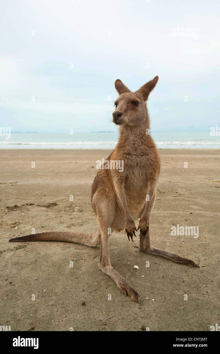 Le kangourou gris (Macropus giganteus), sur la plage, l'Australie, Queensland, Cape Hillsborough Banque D'Images