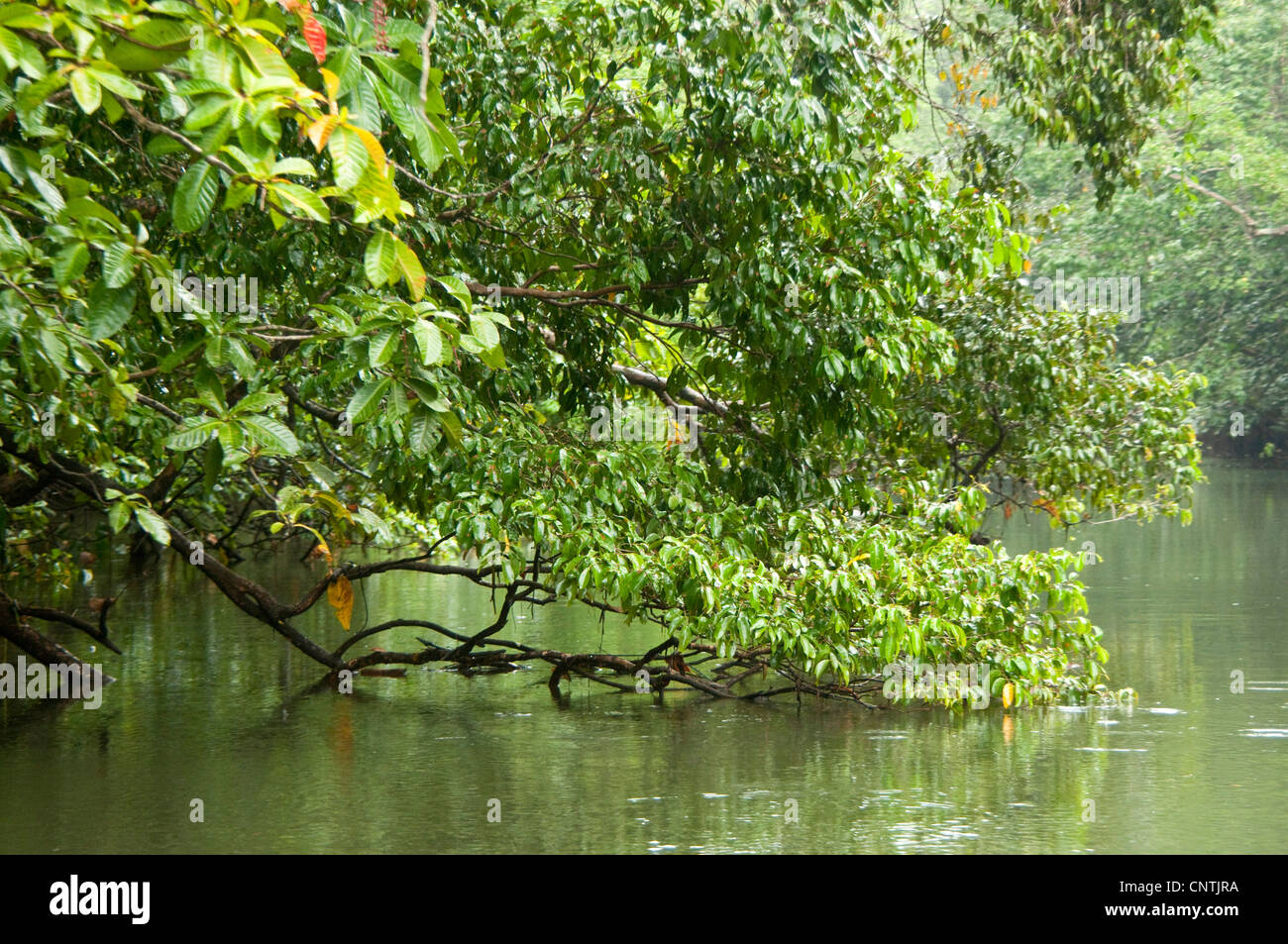 Les forêts tropicales dans le Nord de l'Australie, l'Australie, le Queensland, la rivière Daintree Banque D'Images