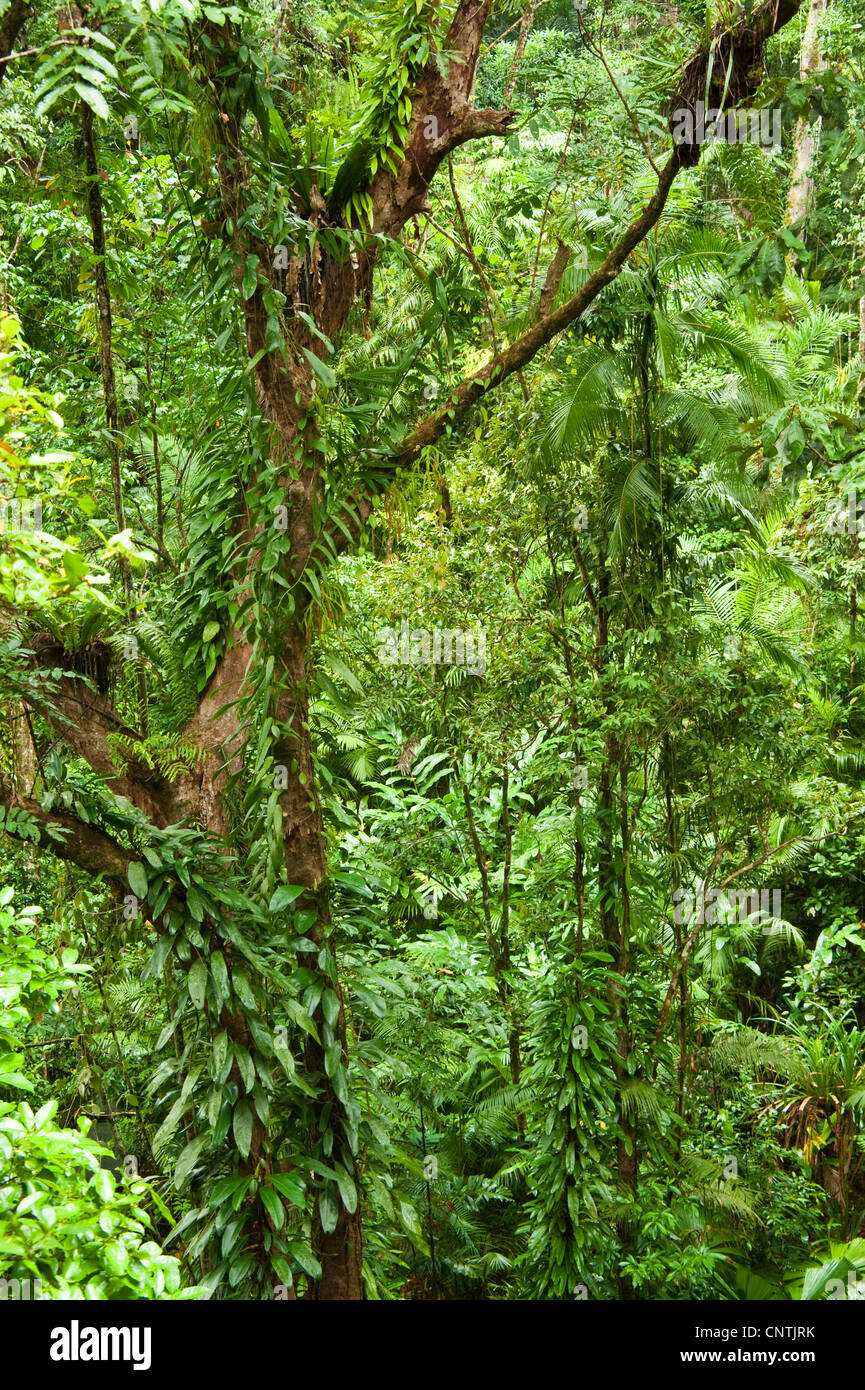 Les forêts tropicales dans le Nord de l'Australie, l'Australie, le Queensland, la rivière Daintree Banque D'Images