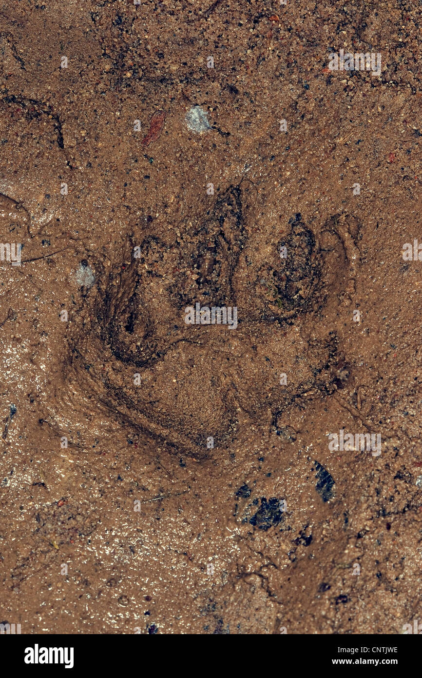 Le chien viverrin (Nyctereutes procyonoides), pistes dans la boue, Allemagne Banque D'Images