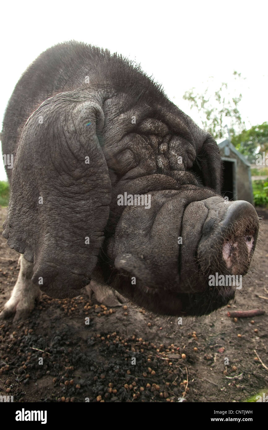 Porc domestique (Sus scrofa domestica), f. de porc chinois Meishan Banque D'Images
