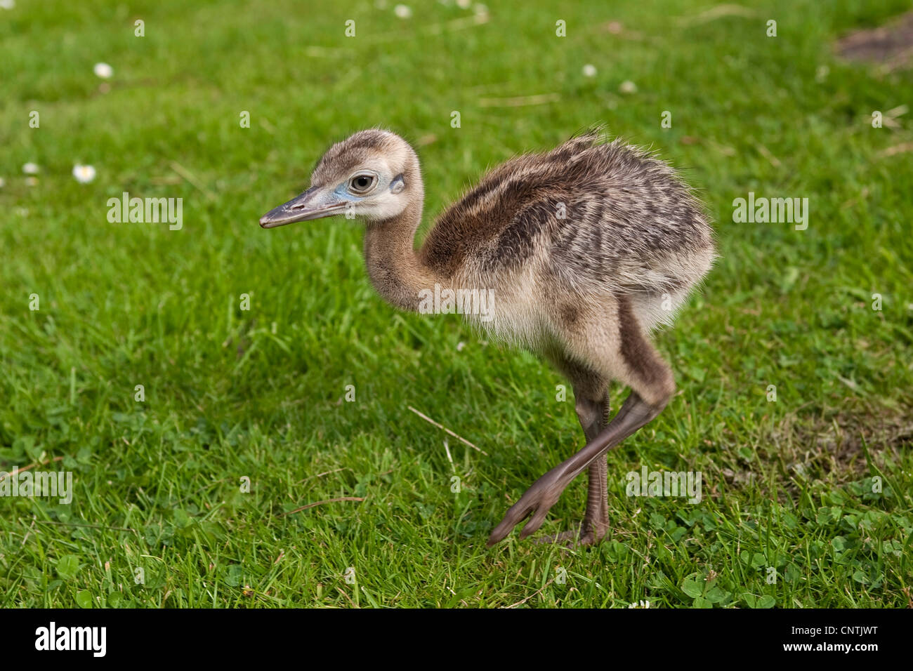 Nandou (Rhea americana), marcher sur une pelouse Banque D'Images