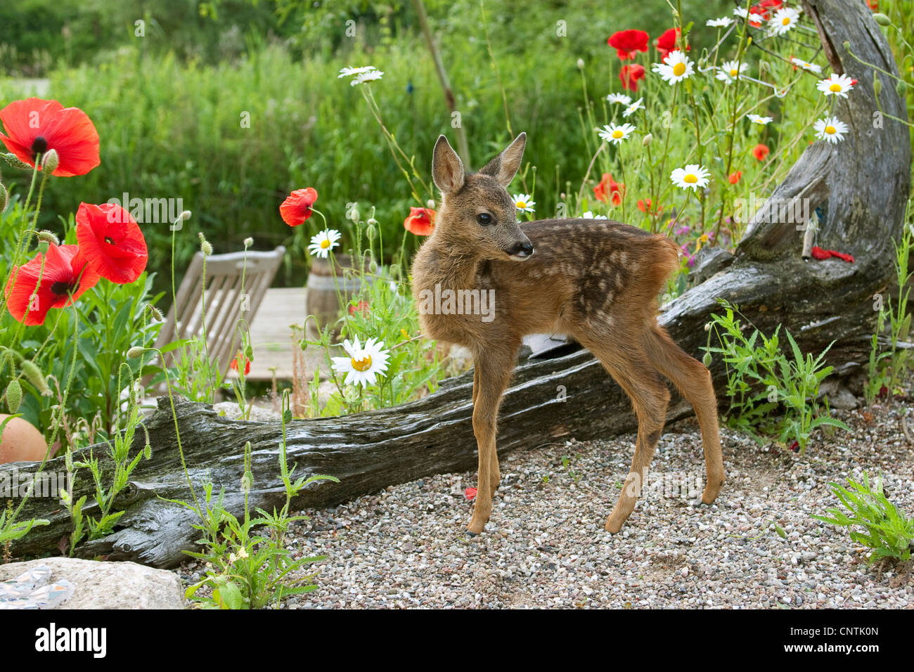 Le chevreuil (Capreolus capreolus), fauve dans le jardin, Allemagne Banque D'Images