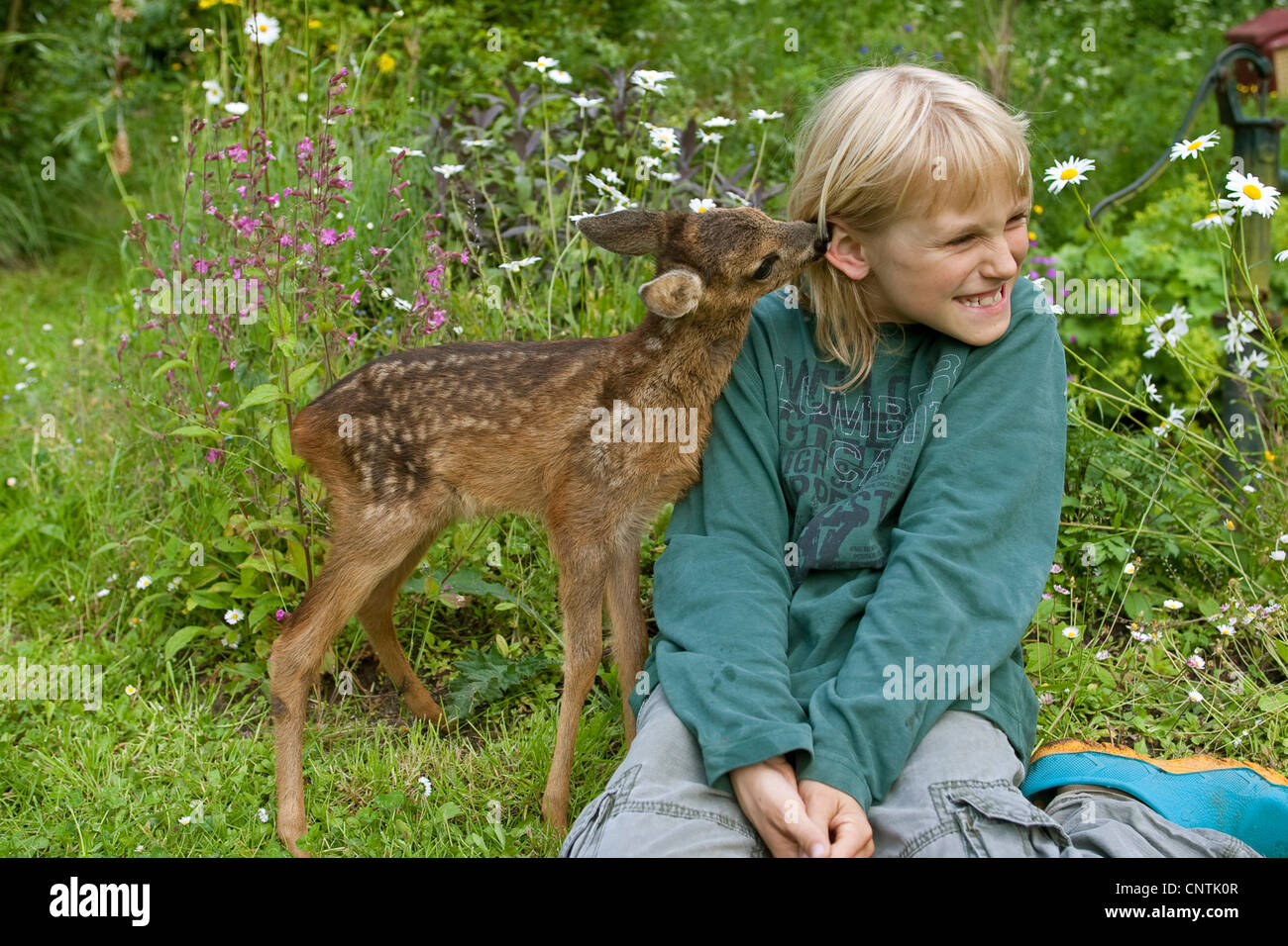 Le chevreuil (Capreolus capreolus), boy avec le faon dans le Garten, fauve lui lécher l'oreille du garçon Banque D'Images