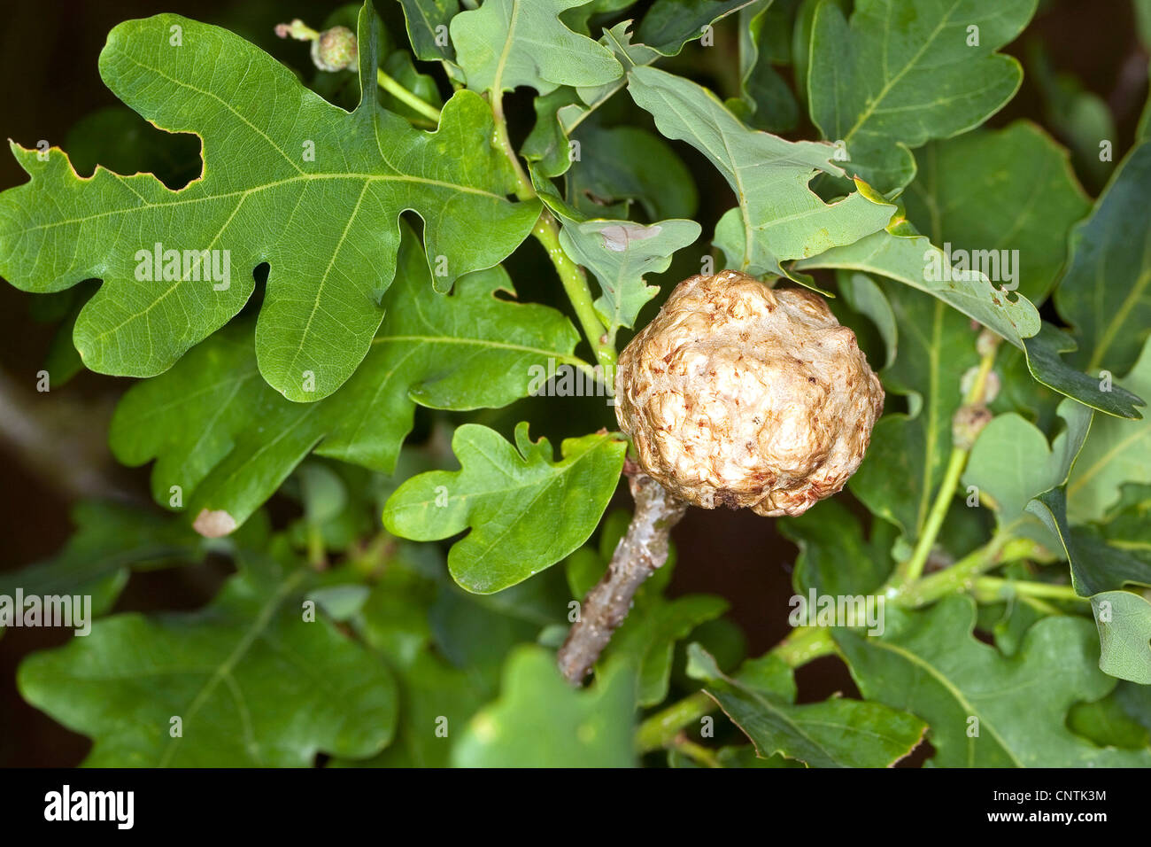 Chêne-apple gall wasp ( chêne) Apple (Biorrhiza pallida, Biorhiza pallida), gall à un chêne Banque D'Images