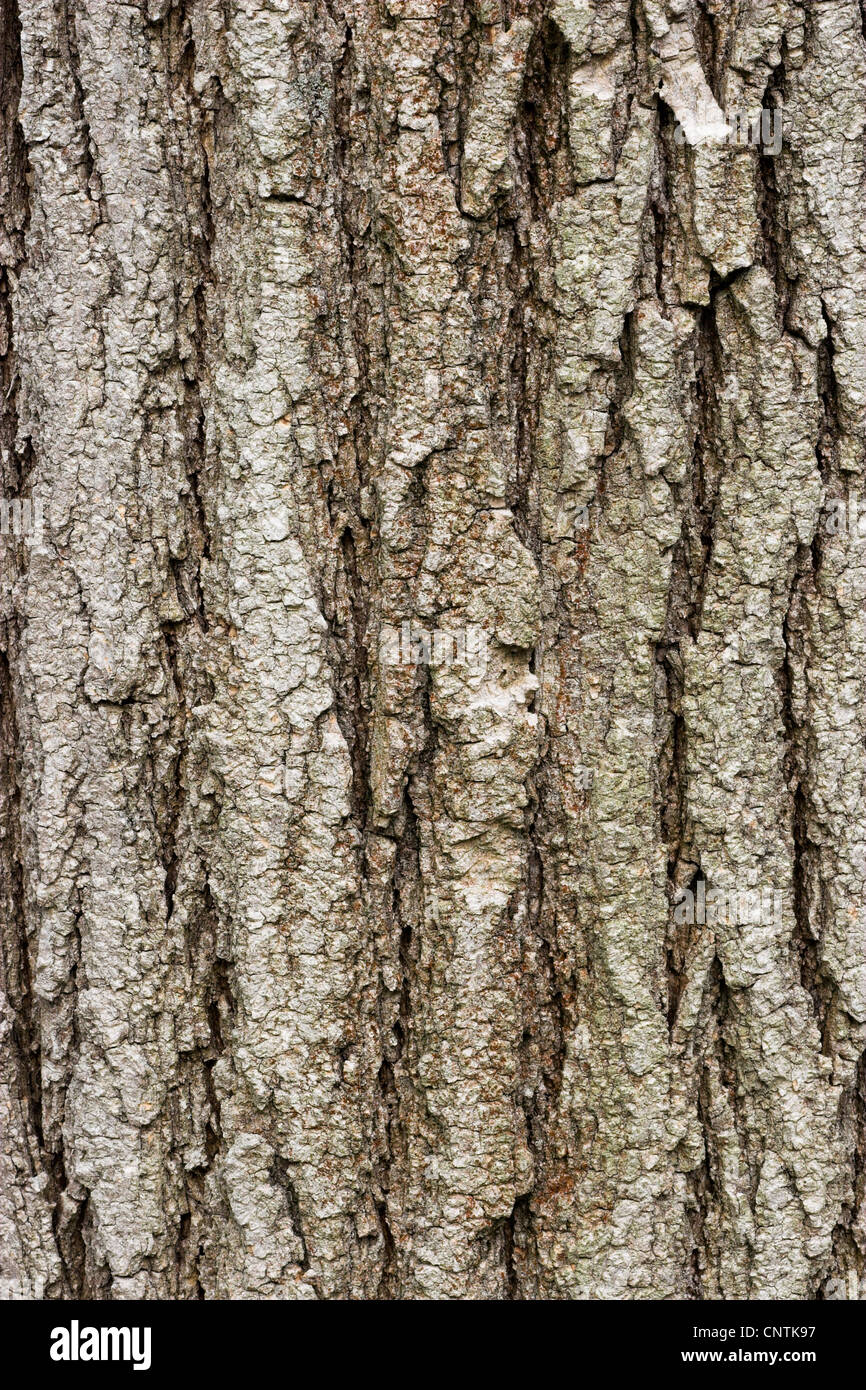 Arbre pagode japonaise (Sophora japonica), de l'écorce Banque D'Images