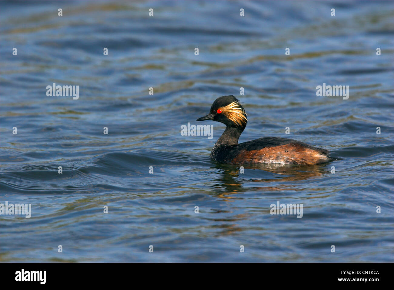 Grèbe à cou noir (Podiceps nigricollis), natation, Allemagne Banque D'Images