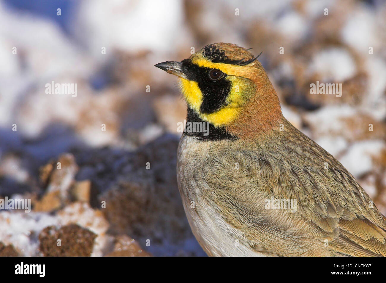 Port'alouette hausse-col (Eremophila alpestris), sur des pierres couvertes de neige, Maroc Banque D'Images