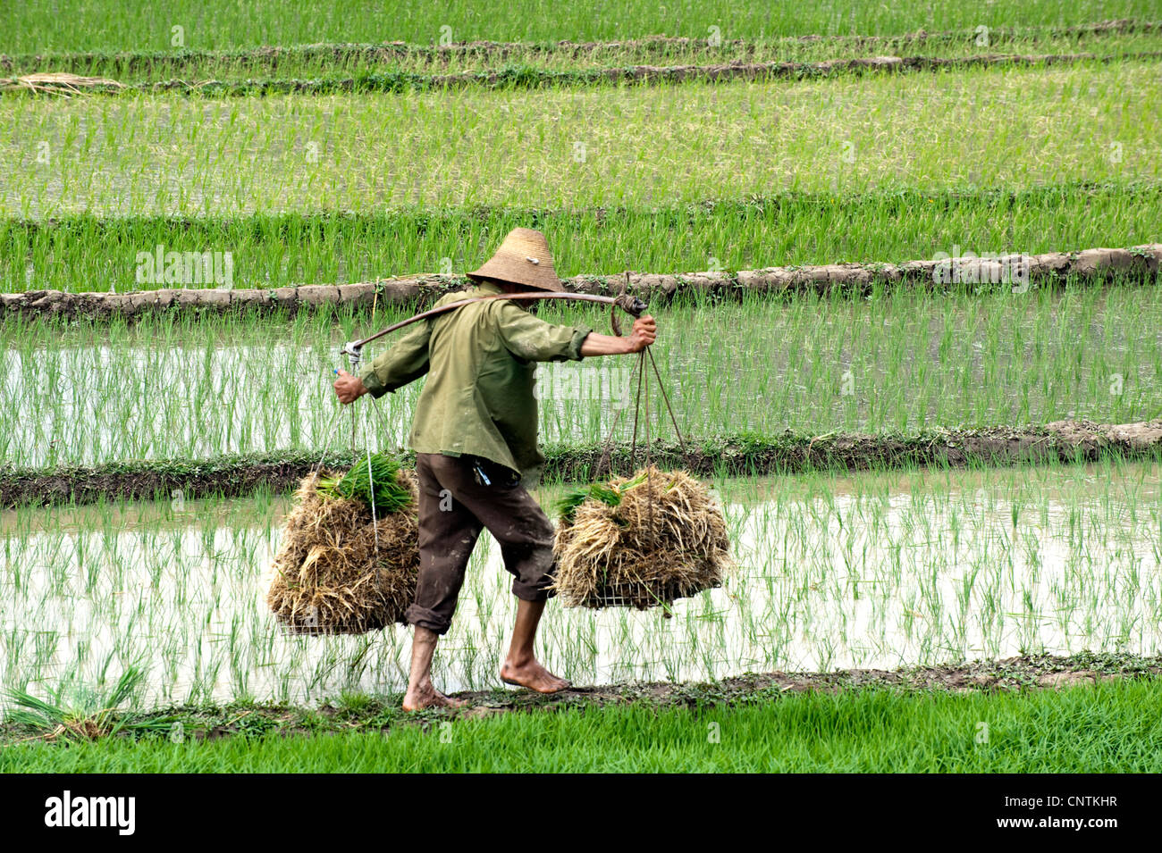 Agriculteur paddy sur un champ de riz en Chine, Chine Banque D'Images