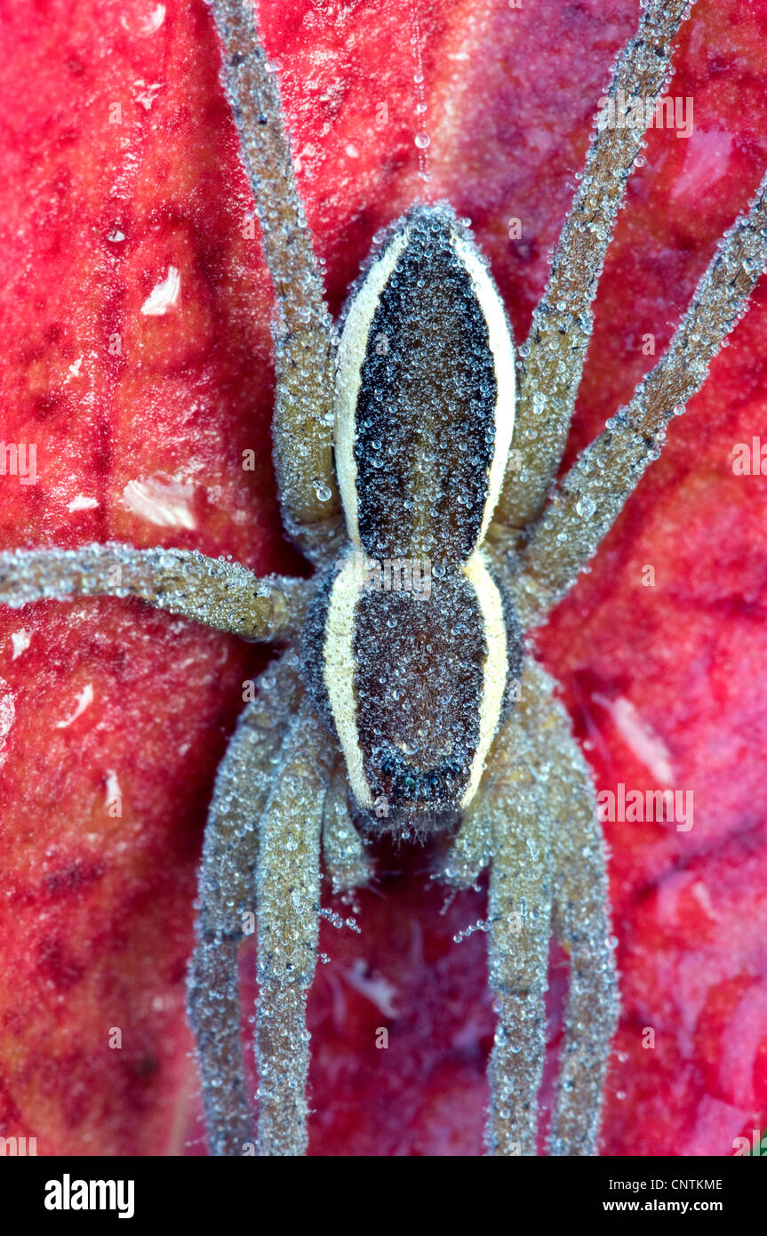 Fimbriate araignée Dolomedes fimbriatus (pêche), assis sur une feuille d'automne, l'Allemagne, la Bavière Banque D'Images