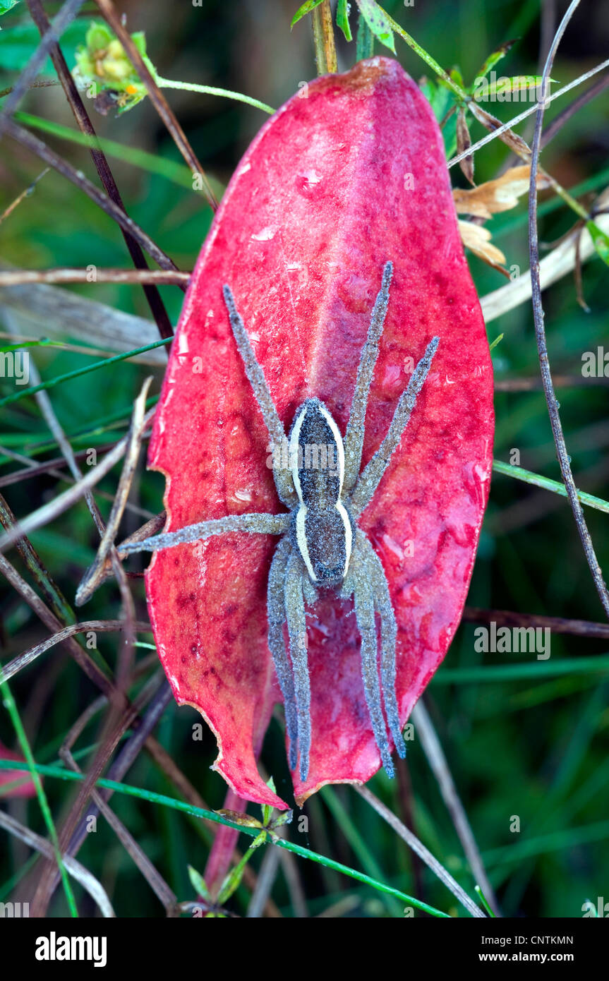 Fimbriate araignée Dolomedes fimbriatus (pêche), assis sur une feuille d'automne, l'Allemagne, la Bavière Banque D'Images