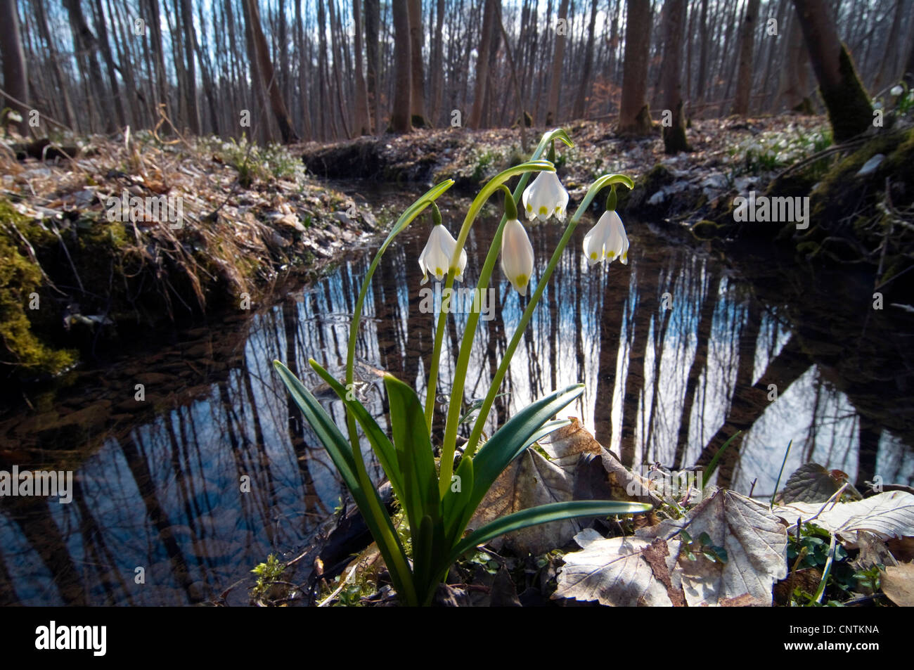 Printemps Leucojum vernum (flocon), qui fleurit dans un bois à la Creek, l'Allemagne, la Bavière Banque D'Images