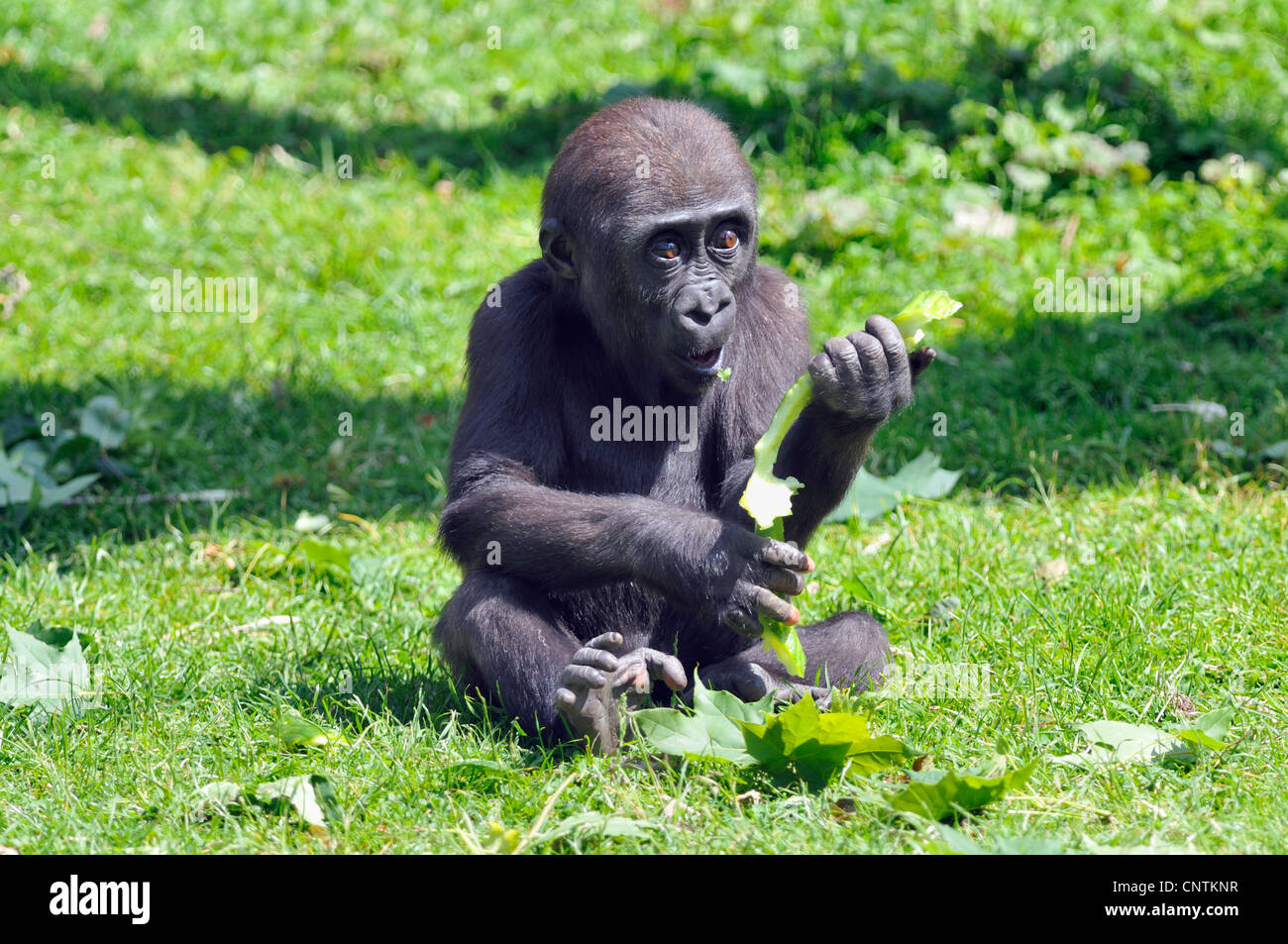 Gorille (Gorilla gorilla gorilla), juvénile assis sur une pelouse de manger Banque D'Images