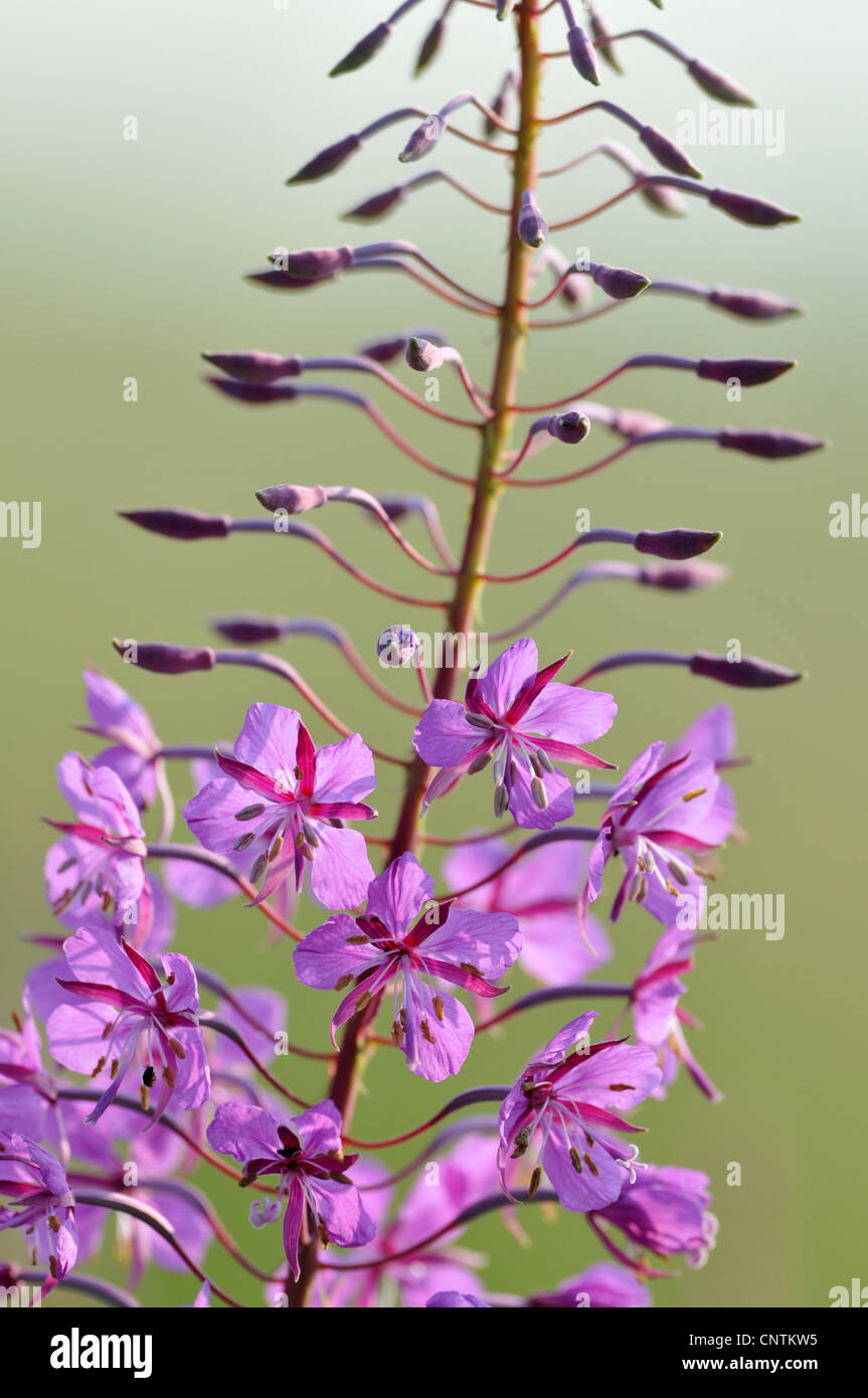 L'épilobe, blooming sally, rosebay willow-herb, grand willow-herb (Epilobium angustifolium, Chamaenerion angustifolium), inflorescence, Allemagne Banque D'Images