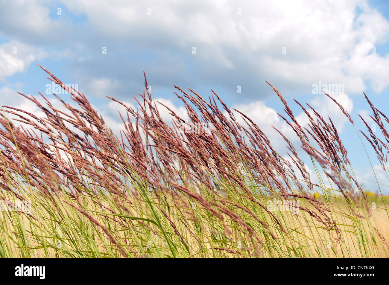 Petit bois-reed, actaeon (Calamagrostis epigejos), les graminées dans le vent, Allemagne Banque D'Images