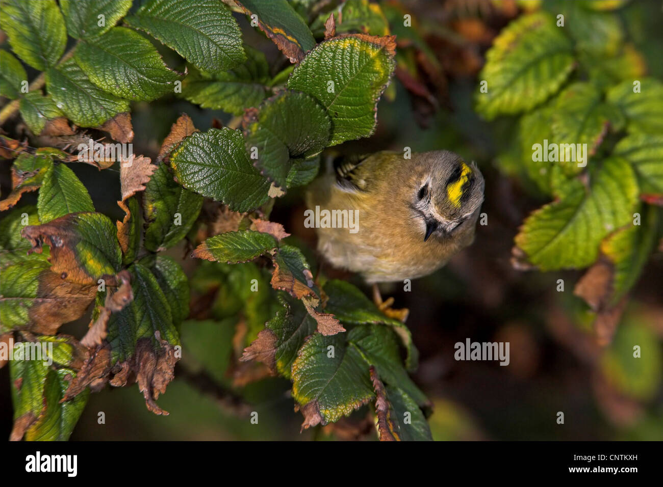 Goldcrest (Regulus regulus), sur dog rose, Allemagne, Schleswig-Holstein, Helgoland Banque D'Images