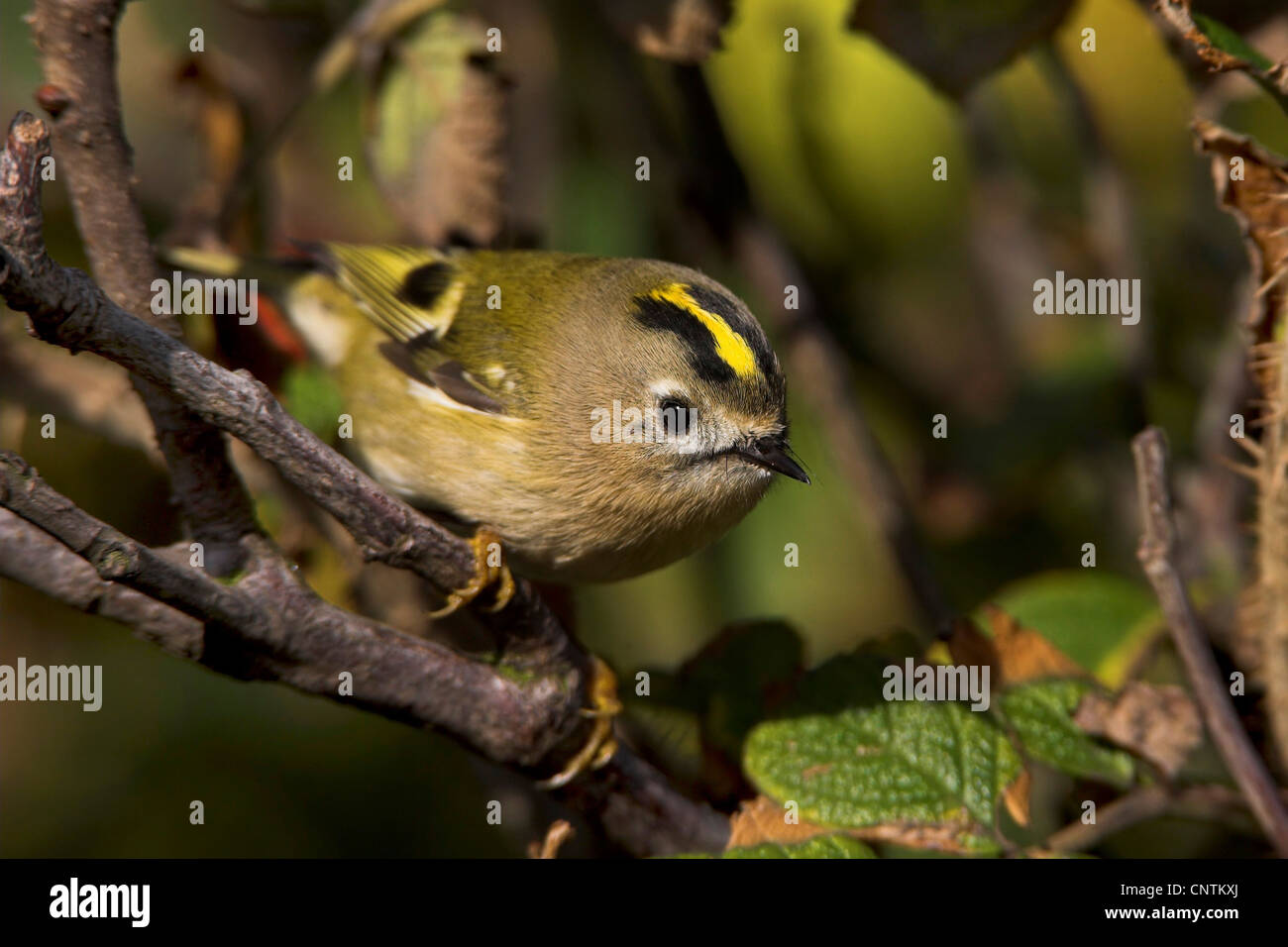 Goldcrest (Regulus regulus), sur dog rose, Allemagne, Schleswig-Holstein, Helgoland Banque D'Images