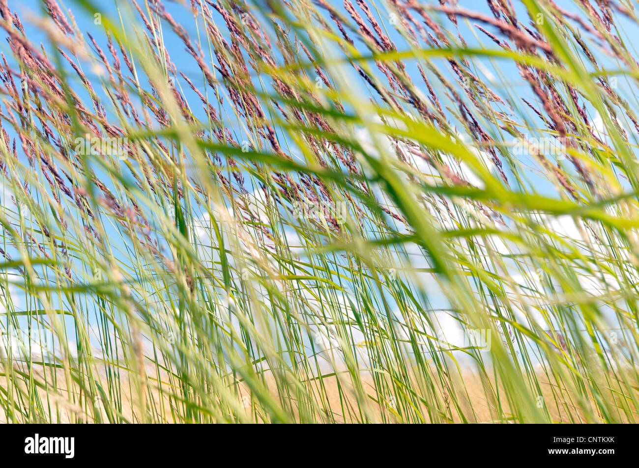 Petit bois-reed, actaeon (Calamagrostis epigejos), les graminées dans le vent, Allemagne Banque D'Images