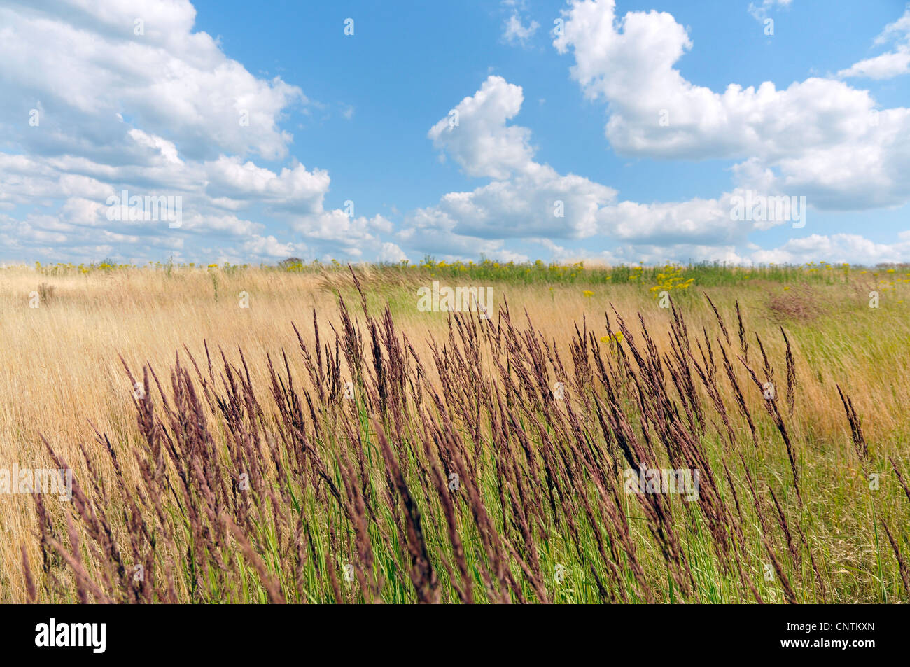 Petit bois-reed, actaeon (Calamagrostis epigejos), les graminées dans le vent, Allemagne Banque D'Images