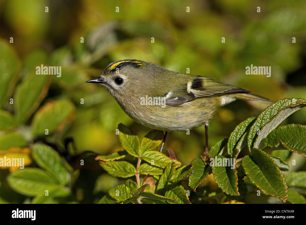 Goldcrest (Regulus regulus), sur des rameaux, Allemagne, Schleswig-Holstein, Helgoland Banque D'Images