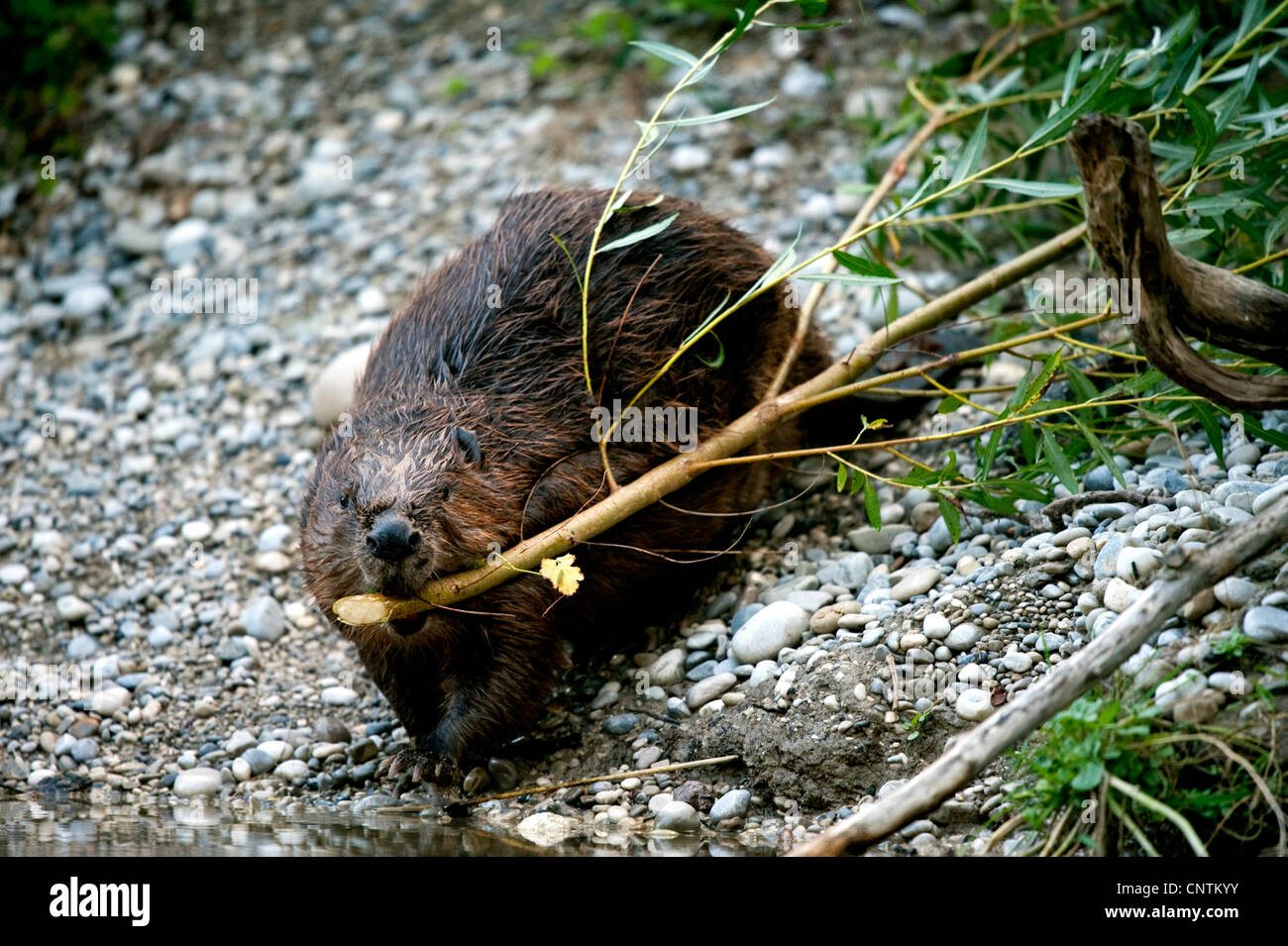 Le castor d'Eurasie, castor européen (Castor fiber), tirant une nouvelle direction générale à l'eau avec la bouche, l'Allemagne, la Bavière Banque D'Images