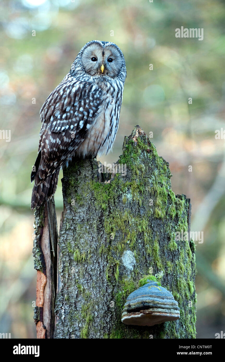 Chouette de l'Oural (Strix uralensis), assis sur un tronc d'arbre, Allemagne, Bavière, forêt de Bavière Parc National, Altschoenau Banque D'Images