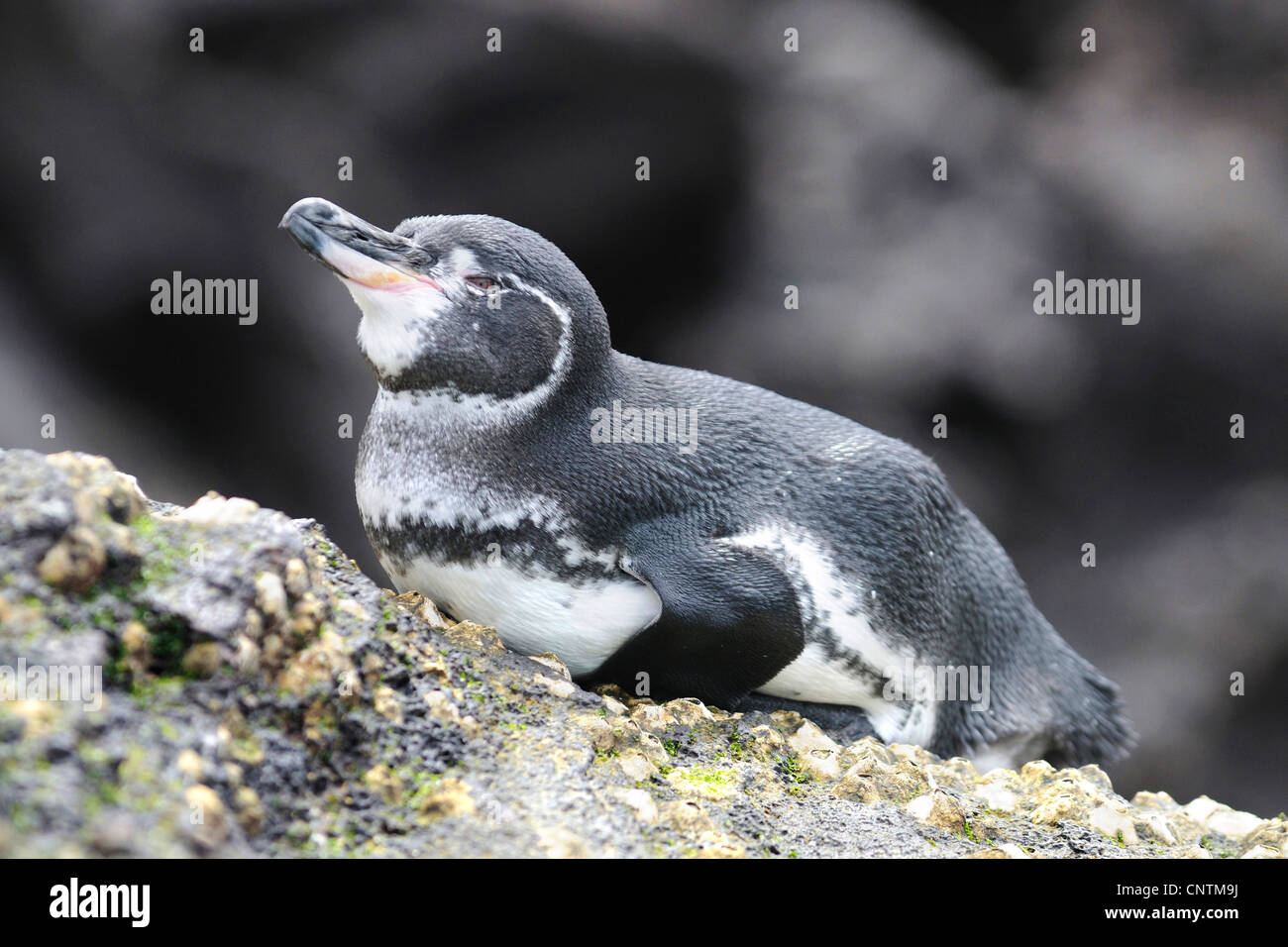 Îles Galápagos (Spheniscus mendiculus), allongé sur la roche, de l'Équateur, Îles Galápagos, Bartolome Banque D'Images