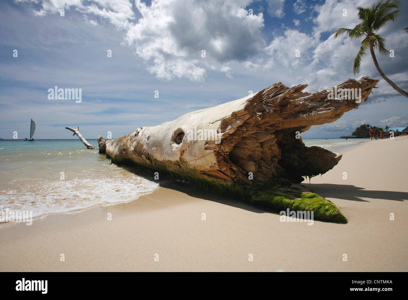 Driftwood sur une plage, la République dominicaine, La Romana, Bayahibe Banque D'Images