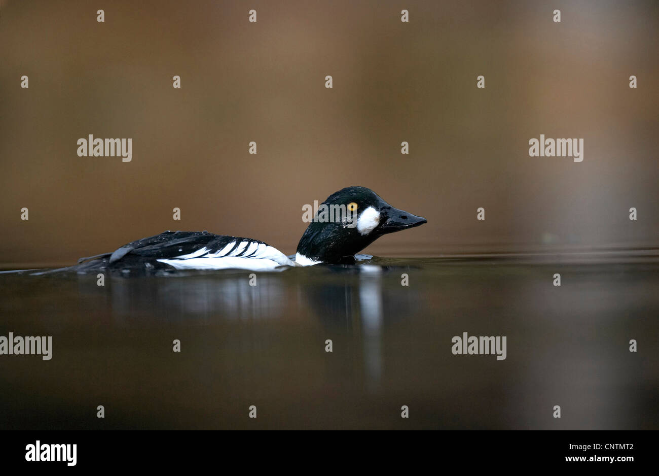 Le garrot, canard (goldeneye Bucephala clangula) mâle/mâle en plumage nuptial, Royaume-Uni, Ecosse, le Parc National de Cairngorms Banque D'Images