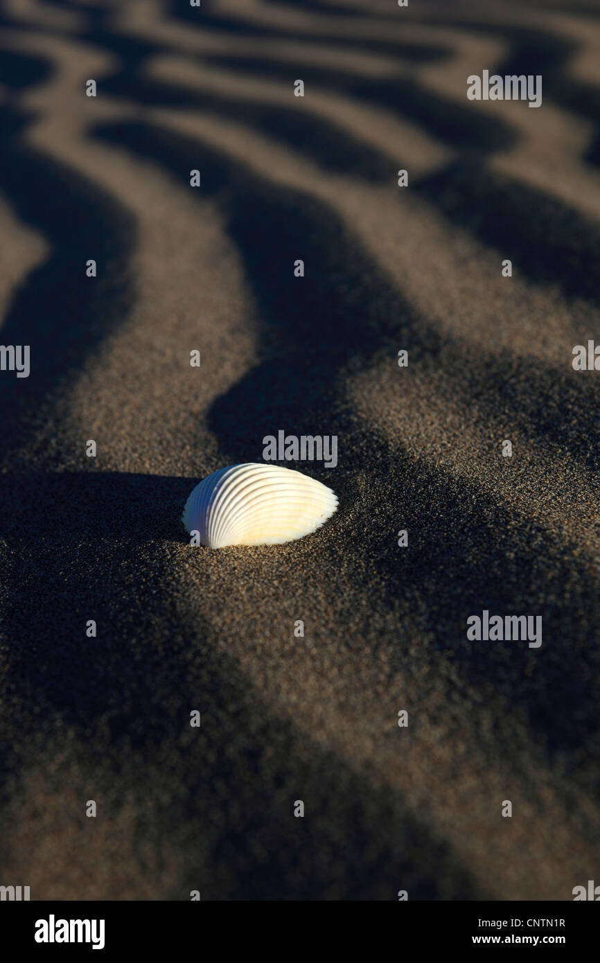 Shell sur le sable, USA, Californie, Death Valley NP, Mesquite Sand Dunes Appartements Banque D'Images