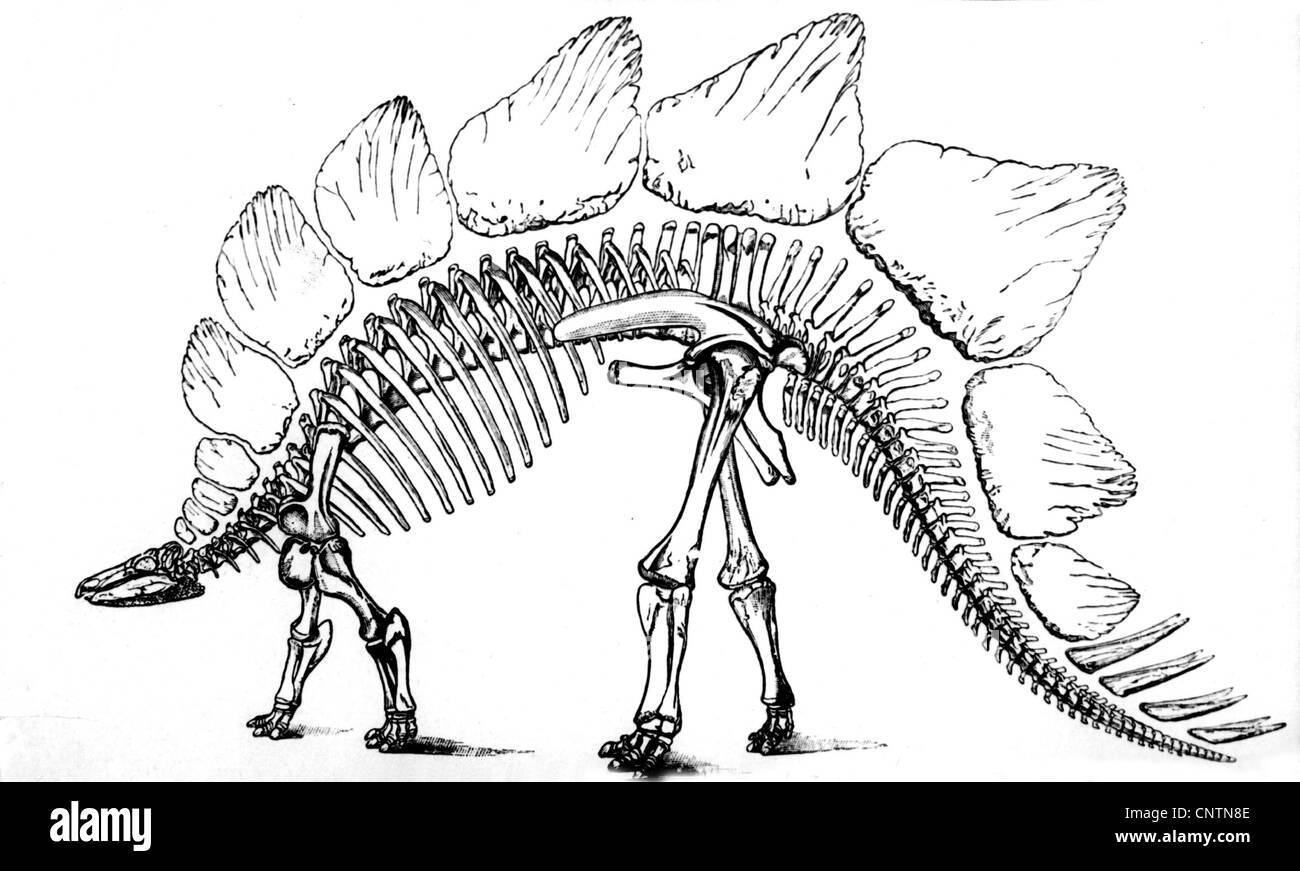 préhistoire, animaux, dinosaures, squelette du Stegosaure, période jurassique tardive, dinosaures, préhistorique, animal, historique, historique, zoologie, droits additionnels-Clearences-non disponible Banque D'Images