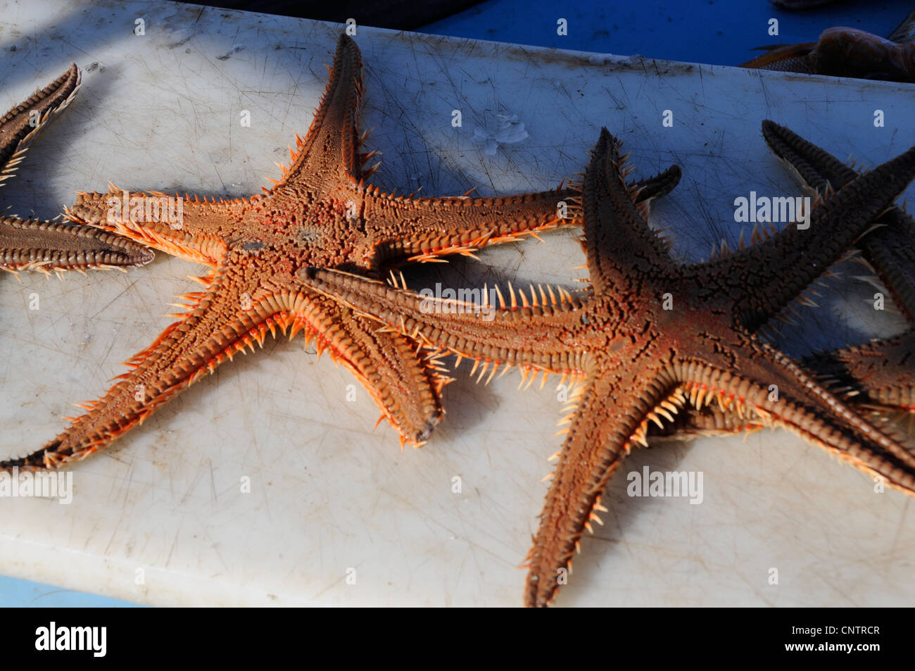 Deux étoiles de mer rouge en vente au marché aux poissons tous les jours en Vieux port de Marseille, France Banque D'Images