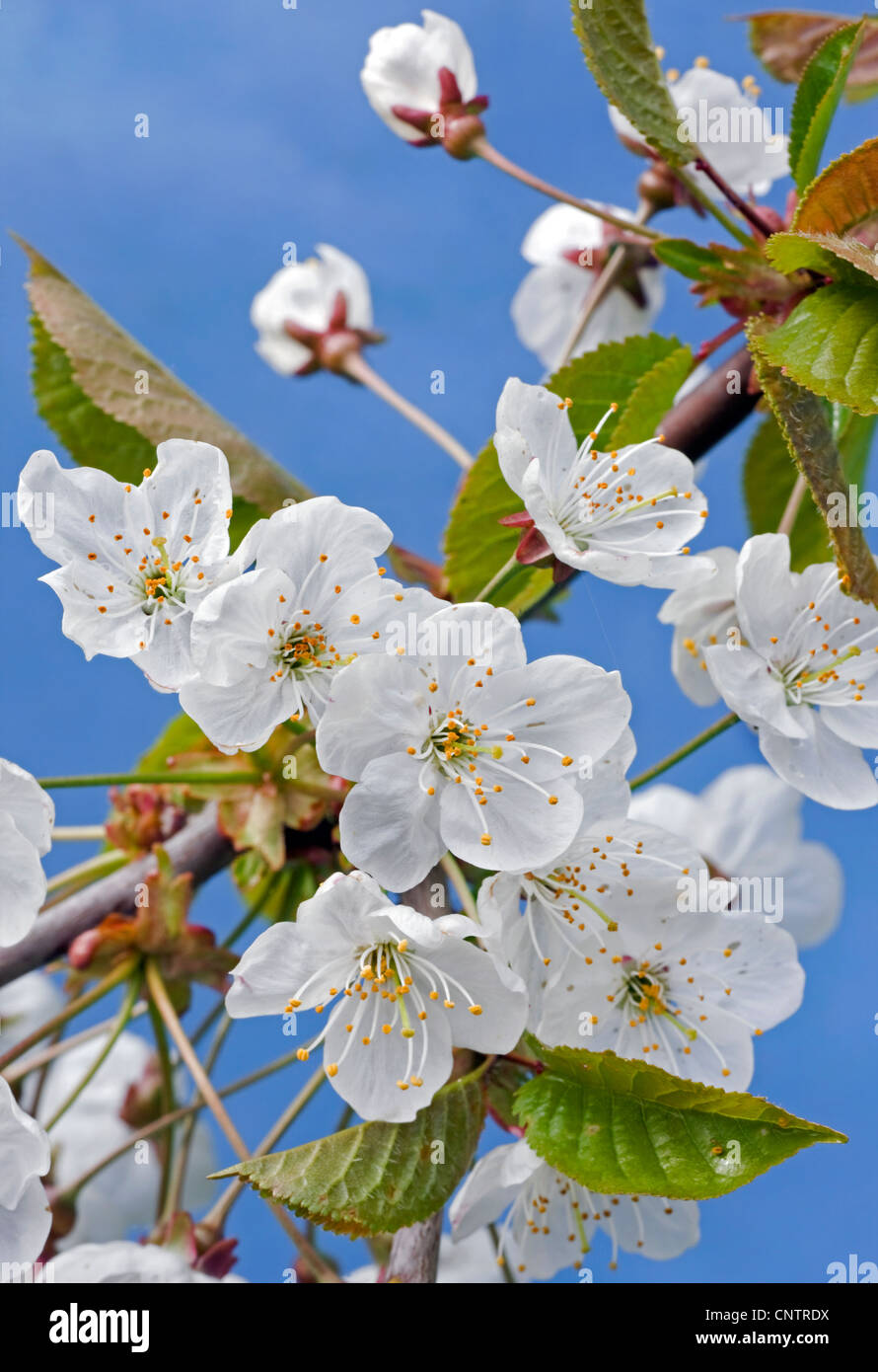 L'épanouissement de cerise sauvage / Sweet cherry (Prunus avium) avec l'éclatement des bourgeons et des fleurs blanches au printemps émergents, Belgique Banque D'Images