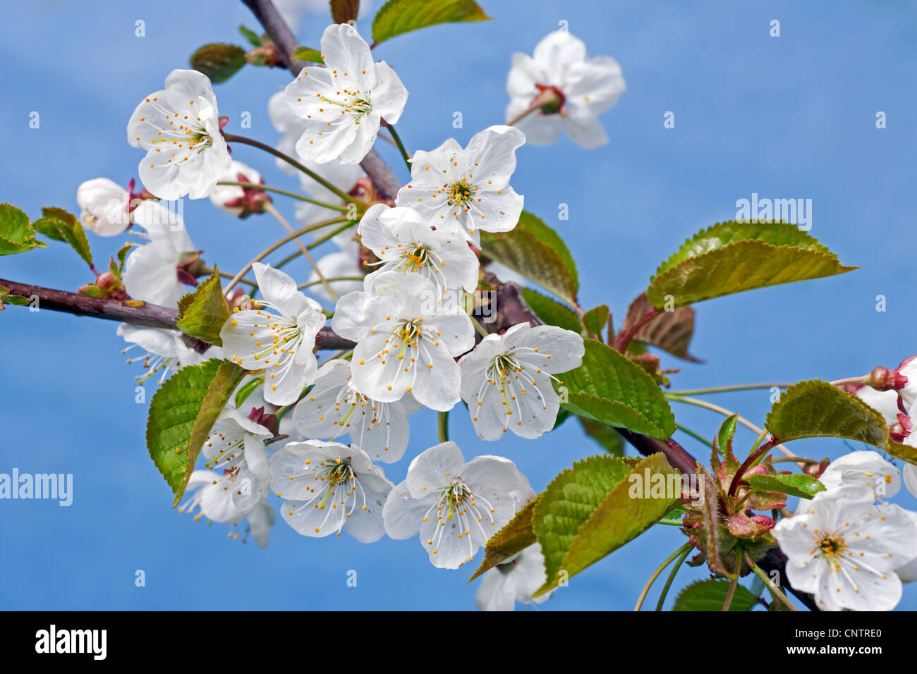 L'épanouissement de cerise sauvage / Sweet cherry (Prunus avium) avec l'éclatement des bourgeons et des fleurs blanches au printemps émergents, Belgique Banque D'Images